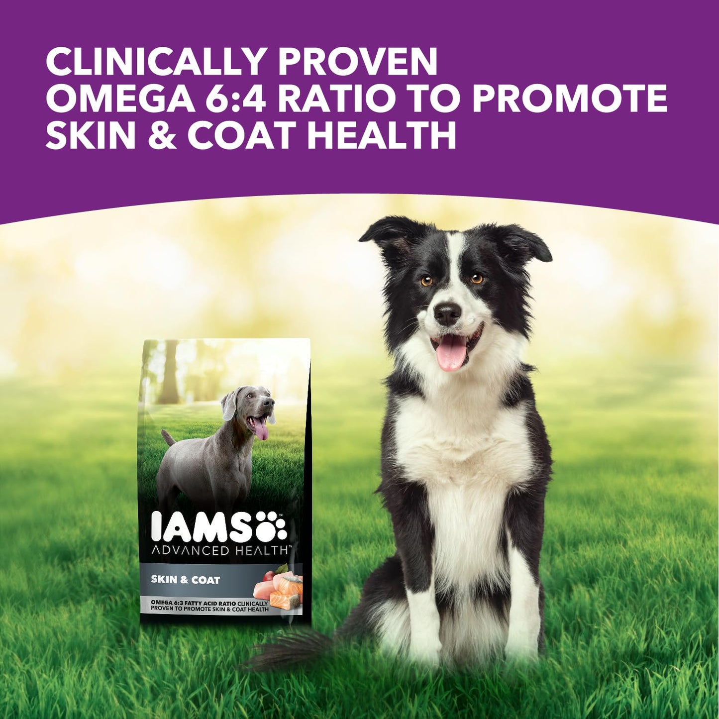 IAMS Advanced Health Skin & Coat Adult Dry Dog Food Chicken and Salmon Recipe, 6 lb. Bag