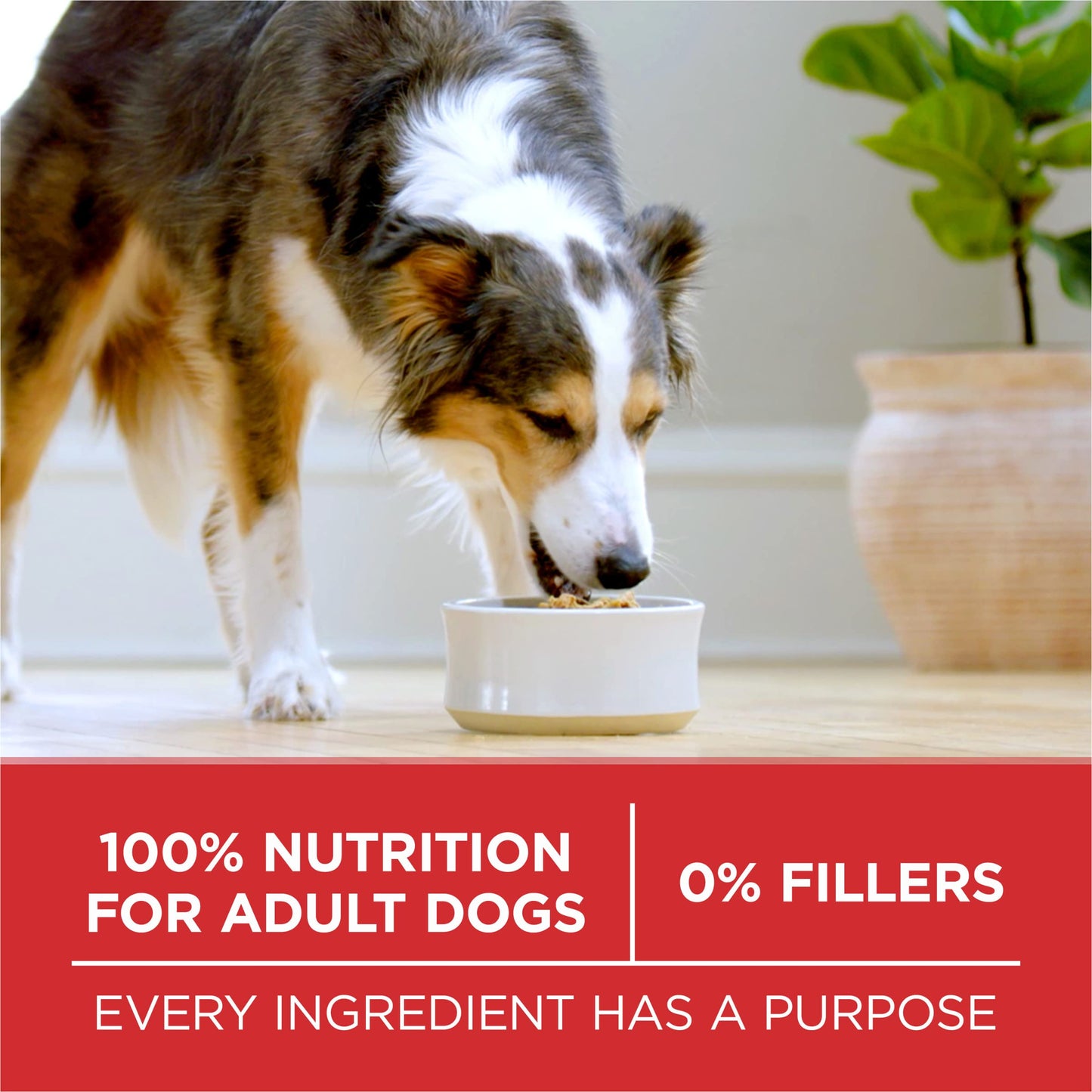 Purina ONE Dry Dog Food Lamb and Rice Formula - 40 lb. Bag